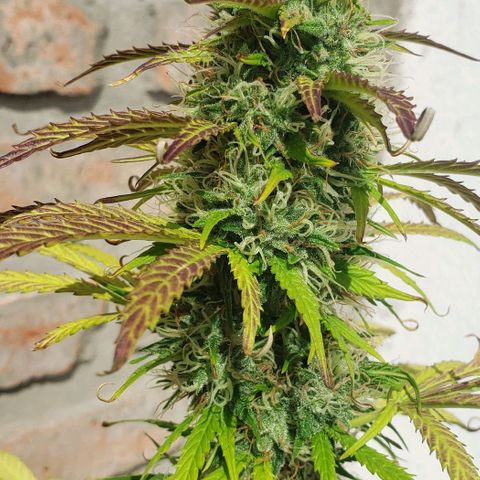 Amnesia Auto growlog photo: Jana 2da amnesia
