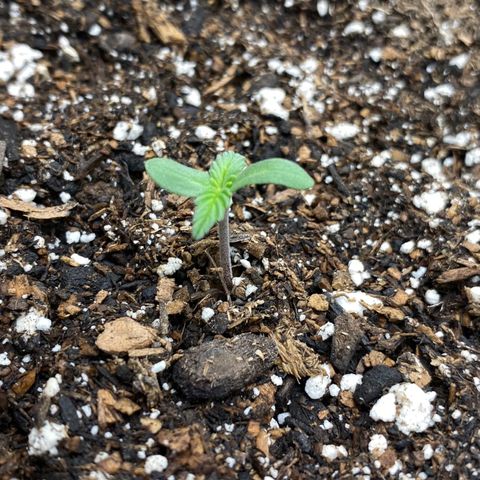 Eazy cake growlog timeline photo