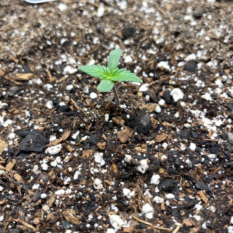 Eazy cake growlog timeline photo