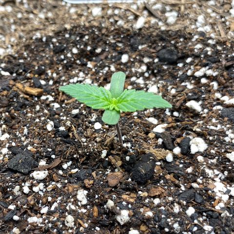 Eazy cake growlog timeline photo