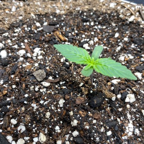 Eazy cake growlog timeline photo