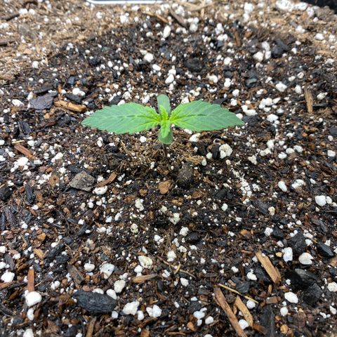 Eazy cake growlog timeline photo