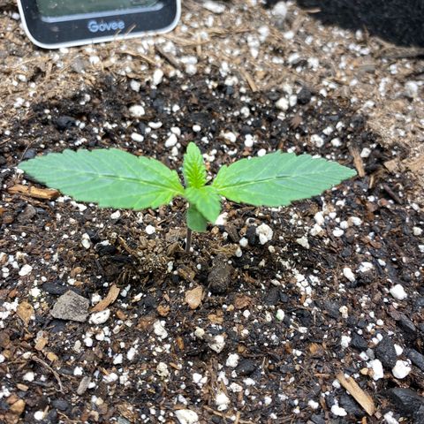 Eazy cake growlog timeline photo