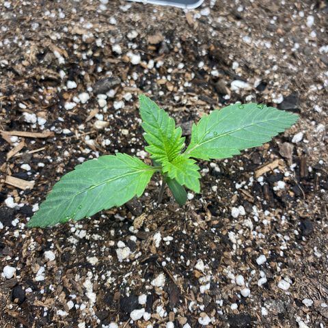 Eazy cake growlog timeline photo