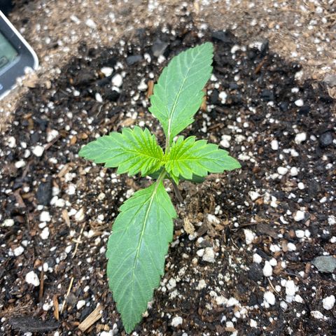 Eazy cake growlog timeline photo