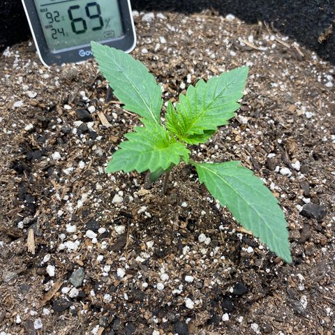 Eazy cake growlog timeline photo