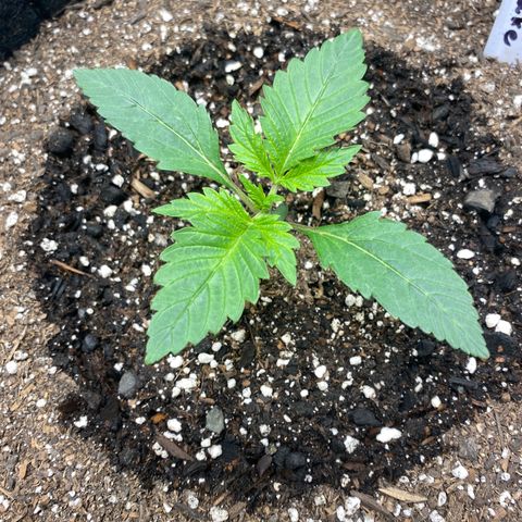 Eazy cake growlog timeline photo