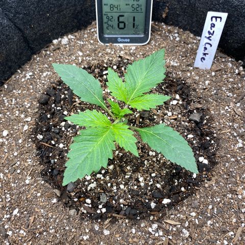 Eazy cake growlog timeline photo