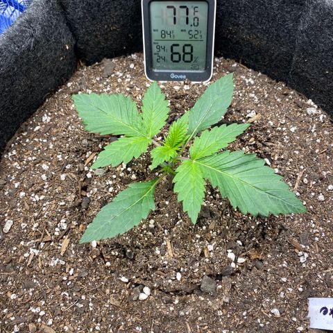 Eazy cake growlog timeline photo