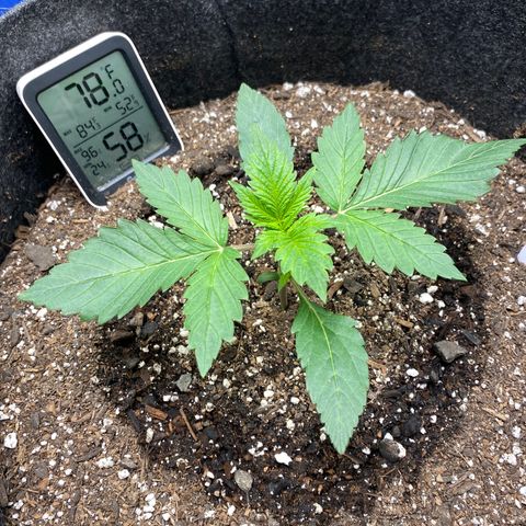 Eazy cake growlog timeline photo