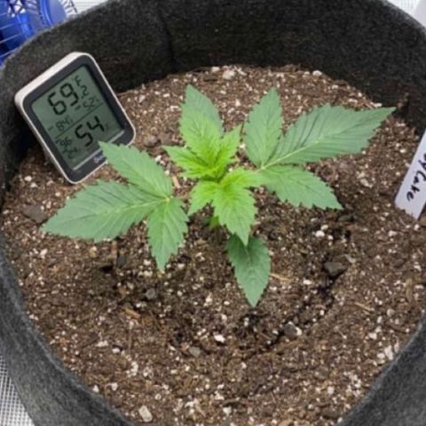 Eazy cake growlog timeline photo