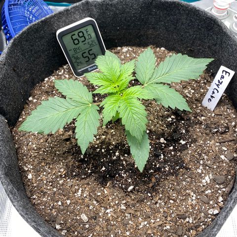Eazy cake growlog timeline photo