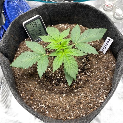 Eazy cake growlog timeline photo