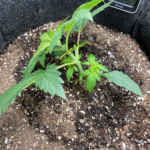 Eazy cake growlog timeline photo