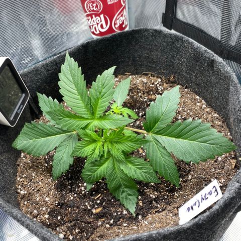 Eazy cake growlog timeline photo