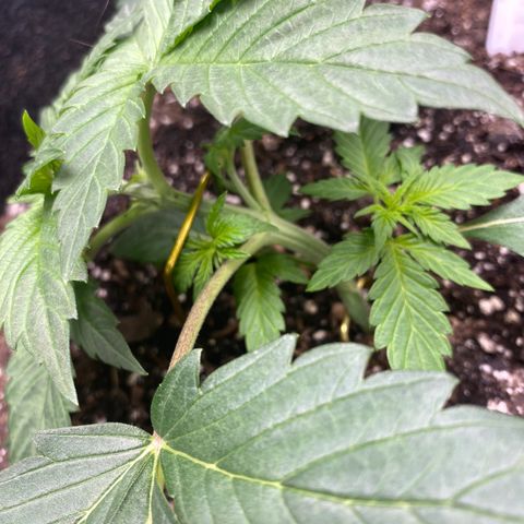Eazy cake growlog timeline photo