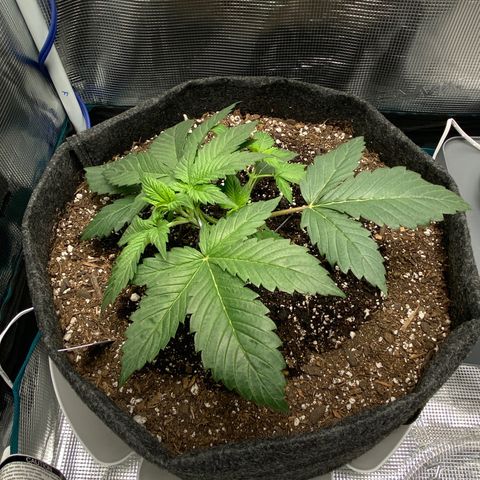 Eazy cake growlog timeline photo