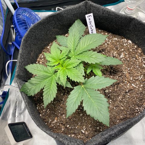 Eazy cake growlog timeline photo