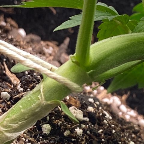Eazy cake growlog photo: Cut first leaves
