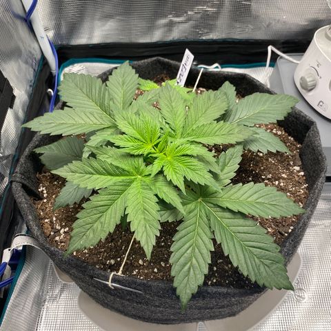 Eazy cake growlog timeline photo