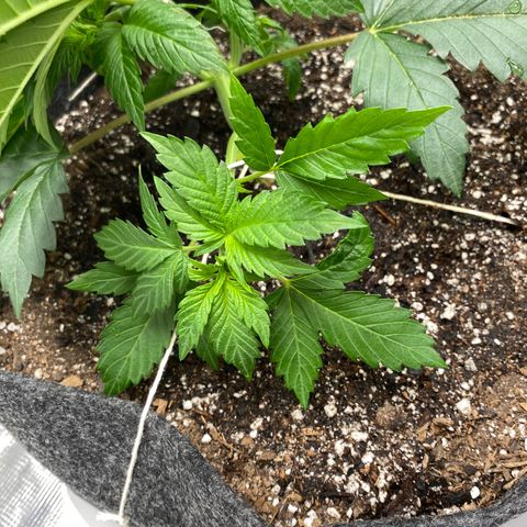 Eazy cake growlog timeline photo