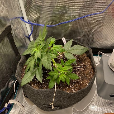 Eazy cake growlog timeline photo