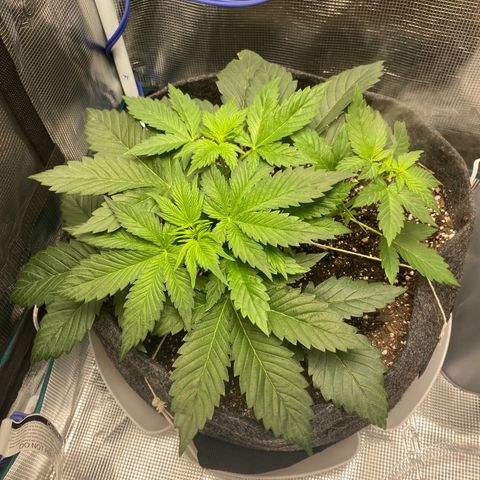 Eazy cake growlog timeline photo