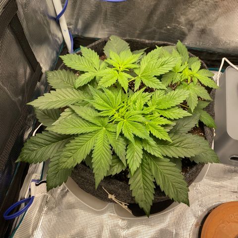 Eazy cake growlog timeline photo