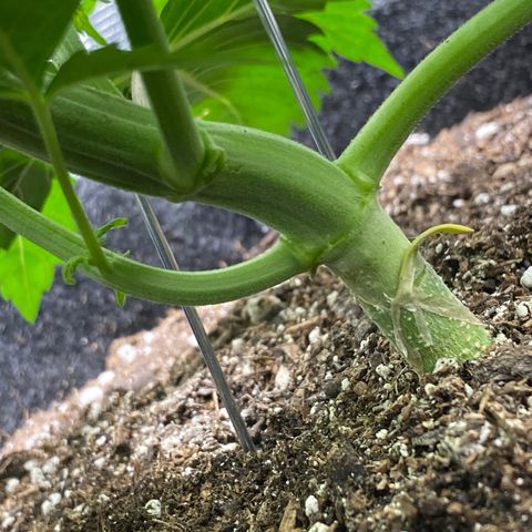 Eazy cake growlog photo: Defoliated 2 fan leaves