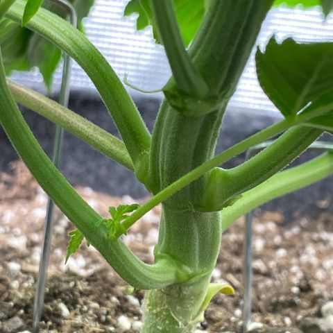 Eazy cake growlog photo: Defoliated 2 fan leaves