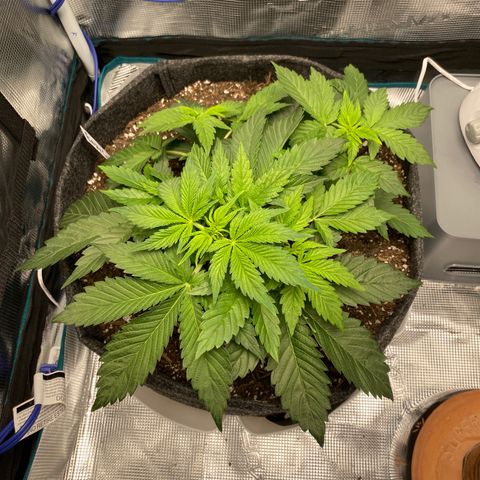 Eazy cake growlog photo: Defoliated 2 fan leaves