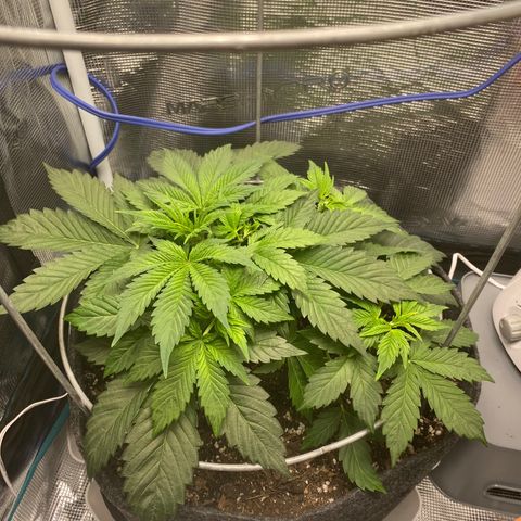 Eazy cake growlog timeline photo