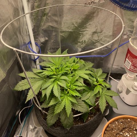 Eazy cake growlog timeline photo