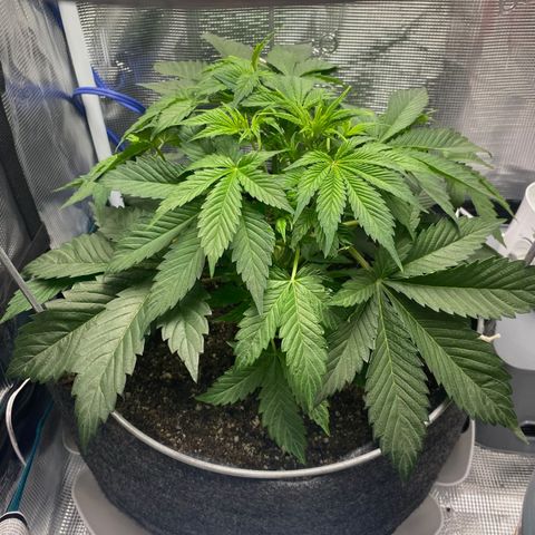 Eazy cake growlog timeline photo