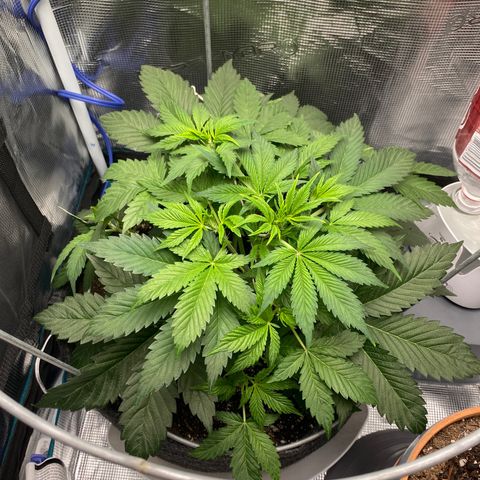 Eazy cake growlog timeline photo