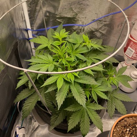 Eazy cake growlog timeline photo