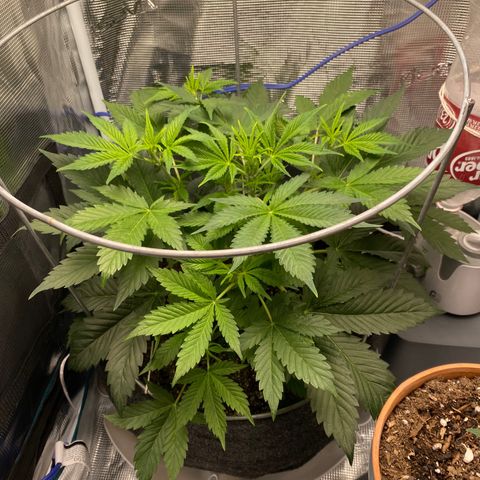 Eazy cake growlog timeline photo