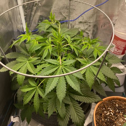 Eazy cake growlog timeline photo