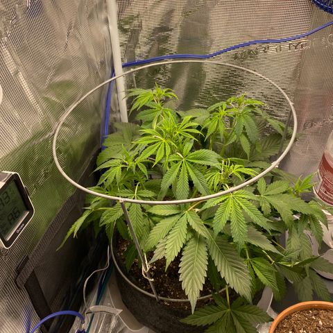 Eazy cake growlog timeline photo