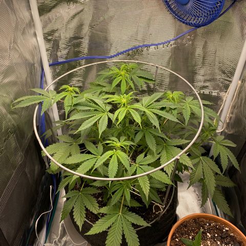 Eazy cake growlog timeline photo