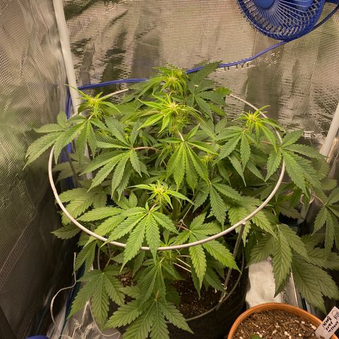 Eazy cake growlog timeline photo