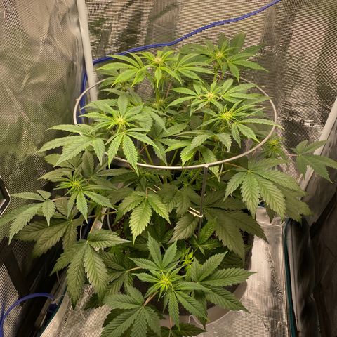 Eazy cake growlog timeline photo