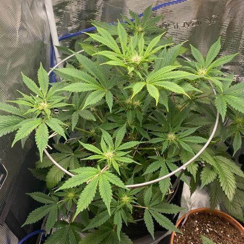 Eazy cake growlog timeline photo