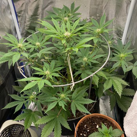 Eazy cake growlog timeline photo