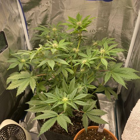 Eazy cake growlog timeline photo