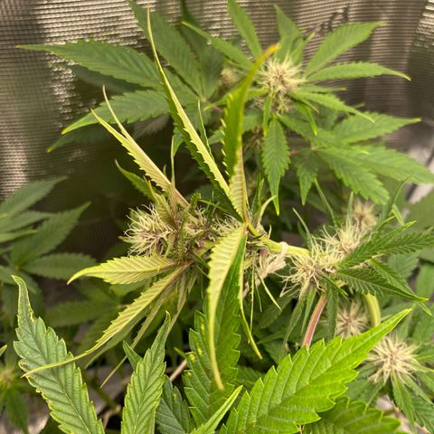 Eazy cake growlog photo: Big lst to top nug