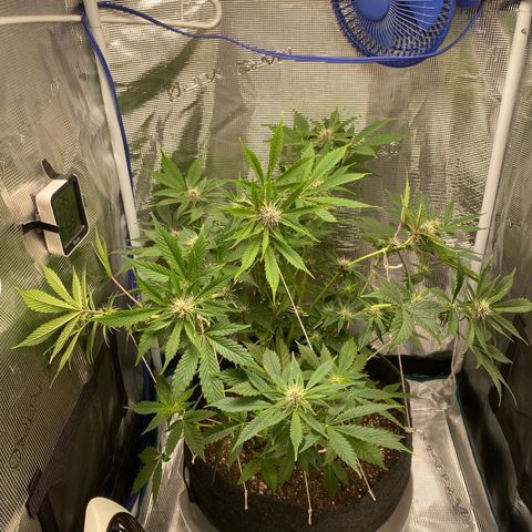 Eazy cake growlog timeline photo