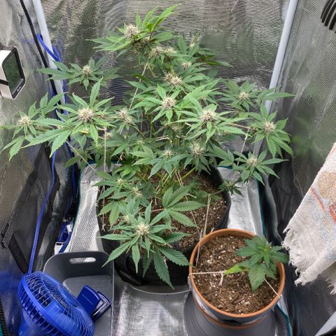 Eazy cake growlog timeline photo