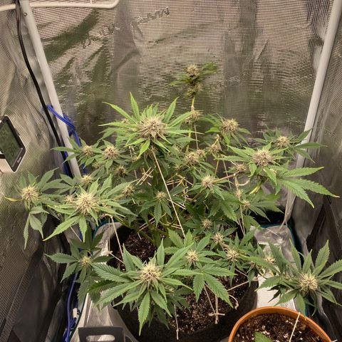 Eazy cake growlog timeline photo