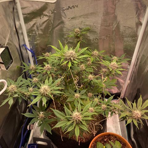 Eazy cake growlog timeline photo